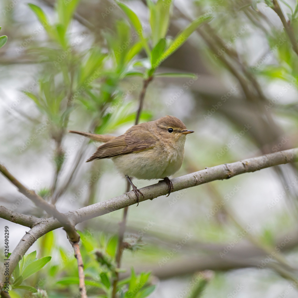 Common Chiffchaff (Phylloscopus collybita) perched on a branch. The common chiffchaff (Phylloscopus collybita), or simply the chiffchaff, is a common and widespread leaf warbler. Common Chiffchaff (Phylloscopus collybita) perched on a branch. The common chiffchaff (Phylloscopus collybita), or simply the chiffchaff, is a common and widespread leaf warbler.
