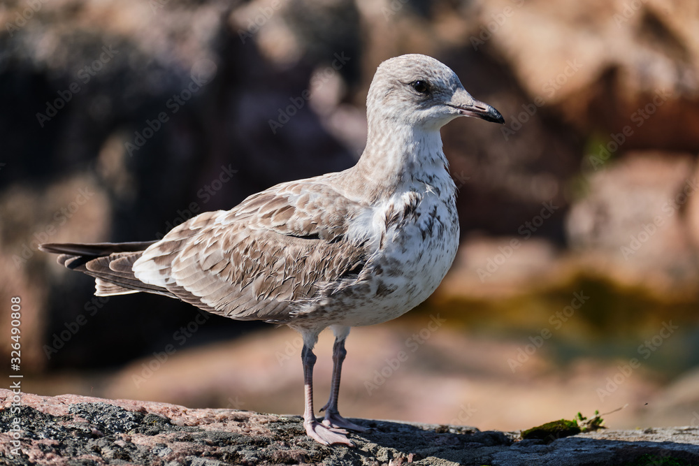 Seagull close-up on a background of stones. Seagull close-up on a background of stones.