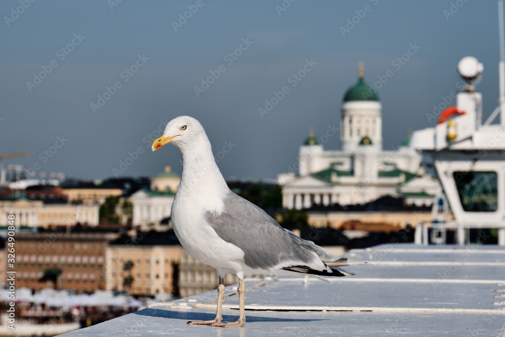 A seagull on the foreground, the Helsinki Cathedral on the background.