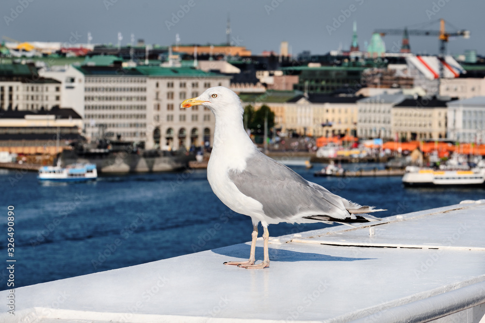Obraz premium A seagull on the foreground, the Port of Helsinki and city on the background.