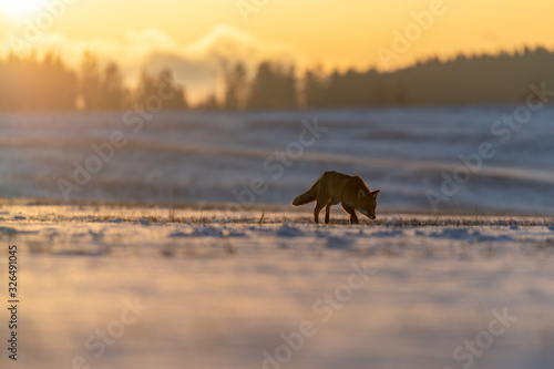 Red Fox on meadow covered with snow