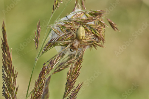 Yellow sac spider Cheiracanthium punctorium with nest in Czech Republic photo