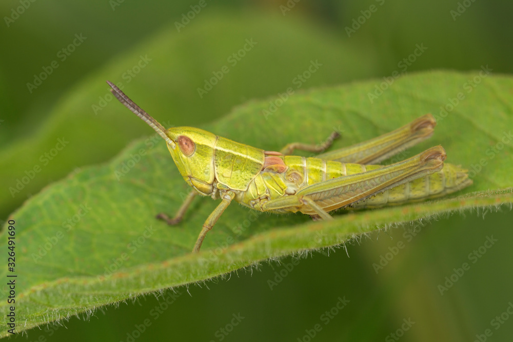 Chrysochraon dispar is a species belonging to the family Acrididae. Grasshopper (Chrysochraon dispar) male in its natural habitat. Chrysochraon dispar is a species belonging to the family Acrididae. Grasshopper (Chrysochraon dispar) male in its natural habitat.