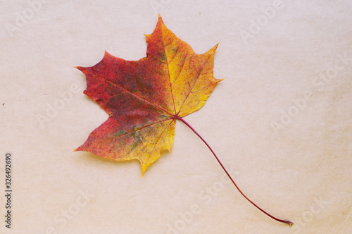 Multicolored maple leaf on craft paper