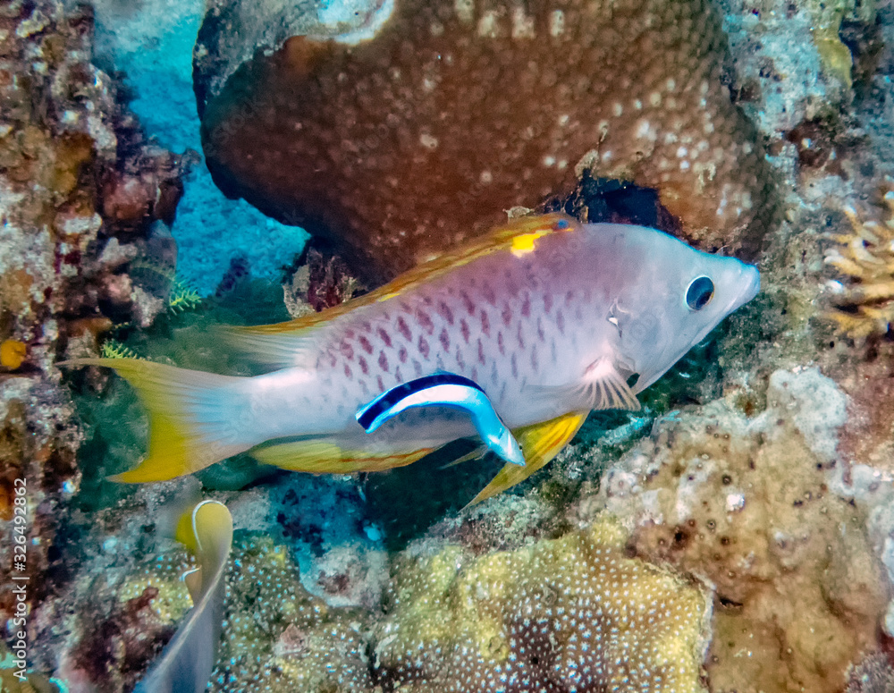 Obraz premium A Slingjaw Wrasse (Epibulus insidiator)