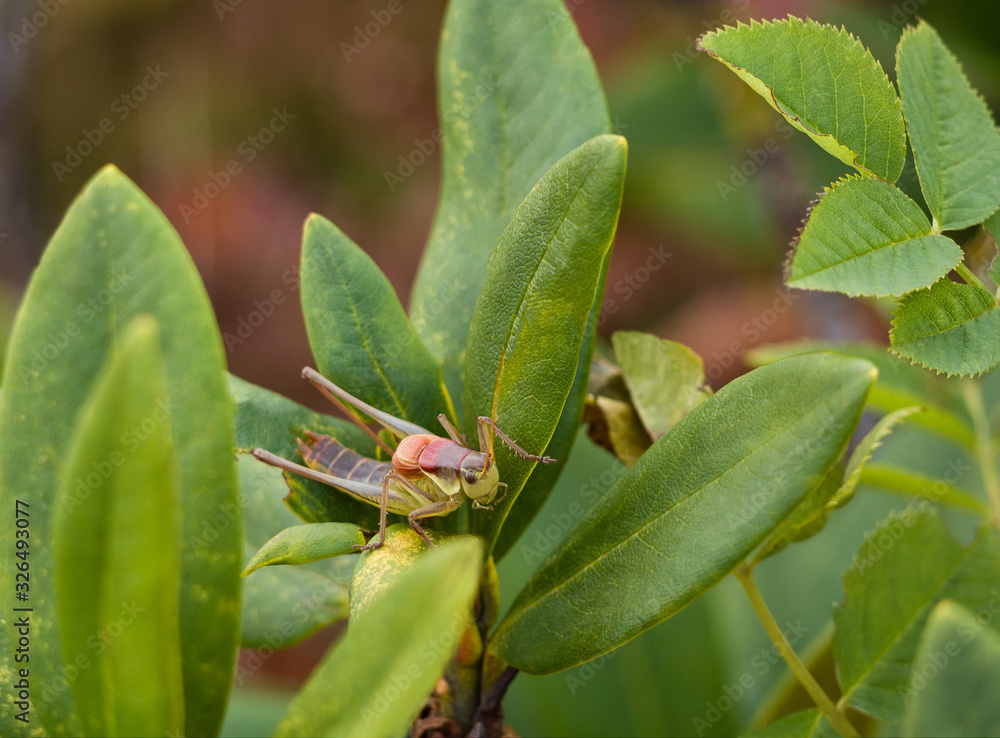 Closeup of grasshopper sitting on green plant leaves Closeup of grasshopper sitting on green plant leaves