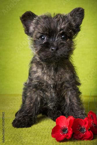 Foto Cairn Terrier puppy dog with red poppies flowers