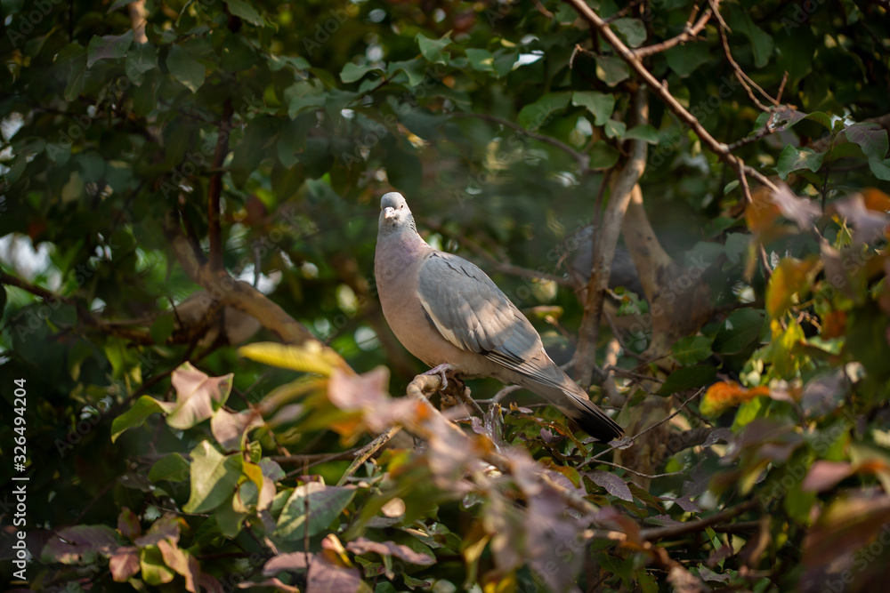 Obraz premium Wild Dove bird sat in a tree in the winter morning.