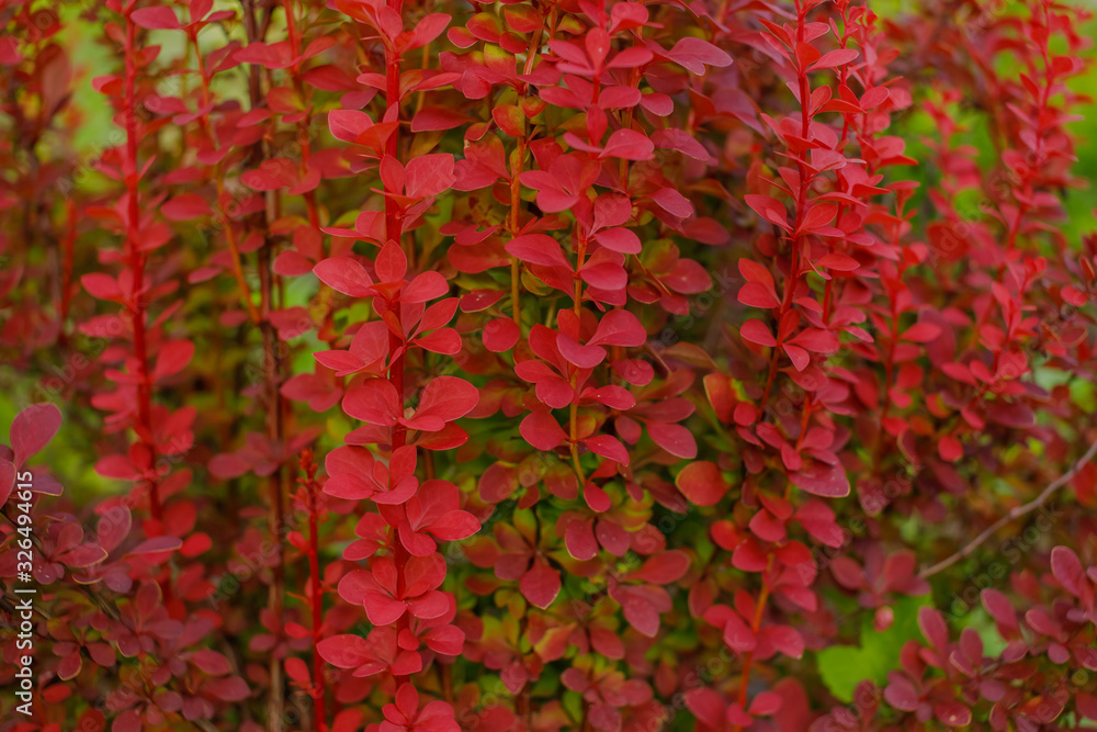 Barberry bush in red color in the garden. Barberry bush background