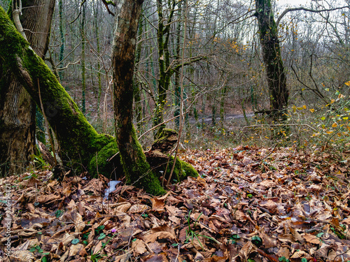  Old trees covered with green moss in a deciduous forest with fallen foliage.