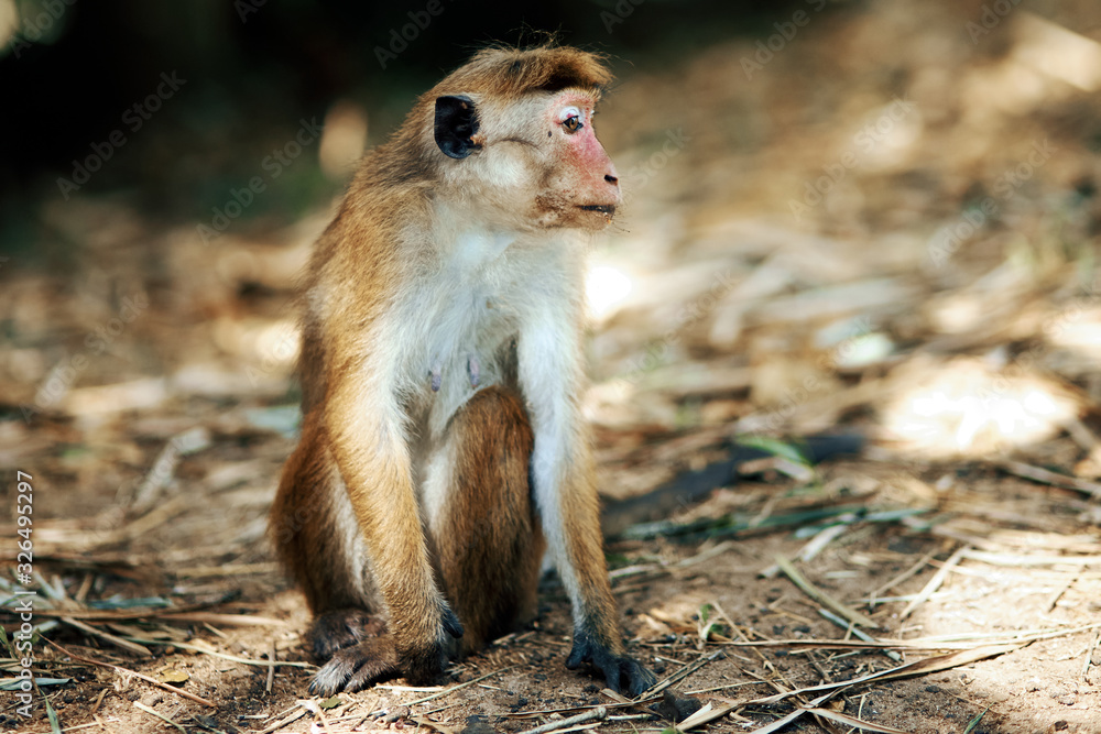 Obraz premium little monkey sitting on the sand looks into the distance