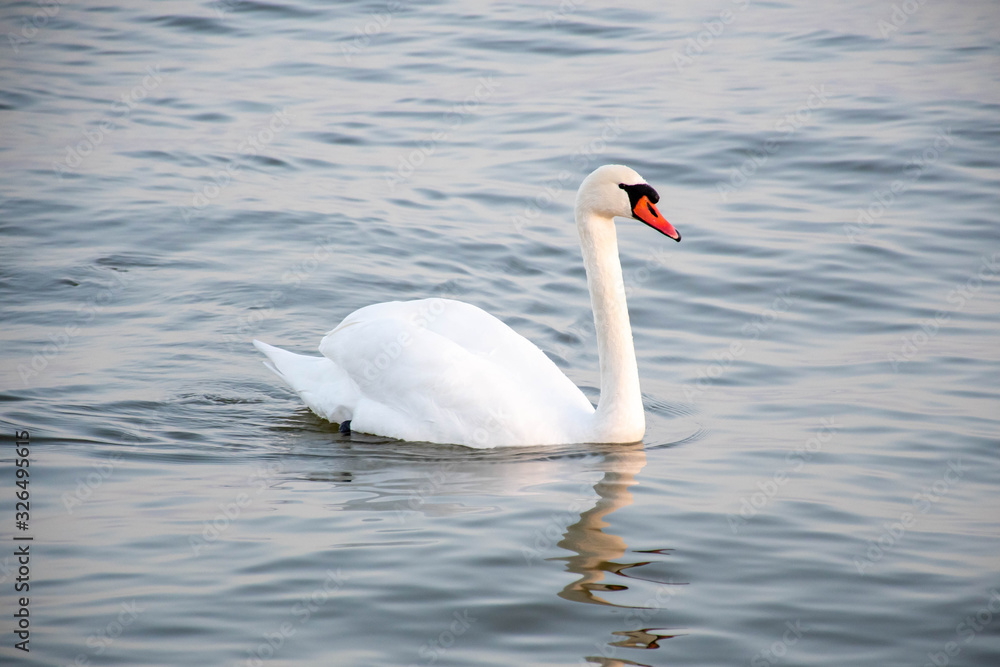 Naklejka premium Beautiful white Cygnus on the water