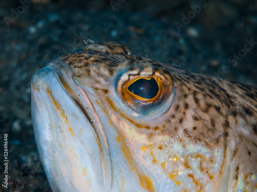 Close-up of a greater weever fish (Trachinus draco). It usually lives on sandy, muddy or gravelly bottoms, from a few meters to about 150 m.  photo