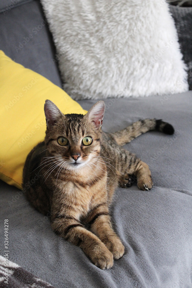 Obraz premium chat tigré / chatte tigré