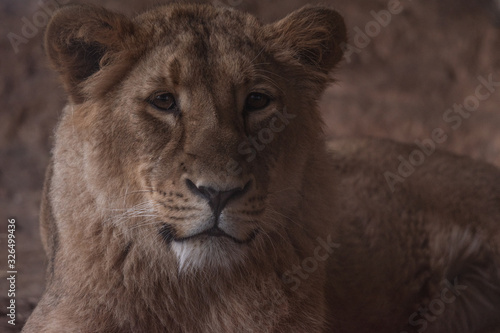 Closeup of a lioness