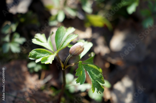 Flower bud of spring anemone anemone.