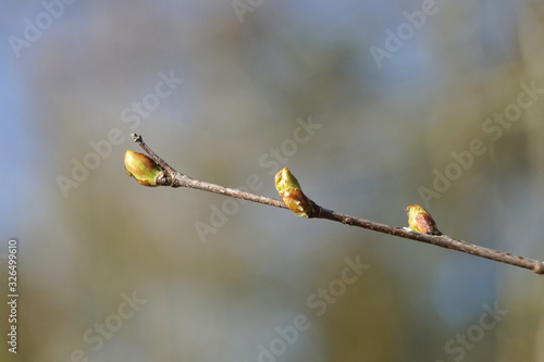 Spring buds on a branch on a blured tree background. © oleksandr