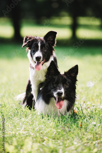 Leinwand Poster Two beautiful dogs of black and white color play on the green field