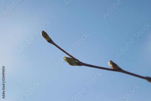 A Branch with spring buds on blue sky background.