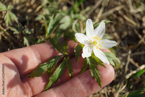 Hand holding anemone nemorosa in forest.