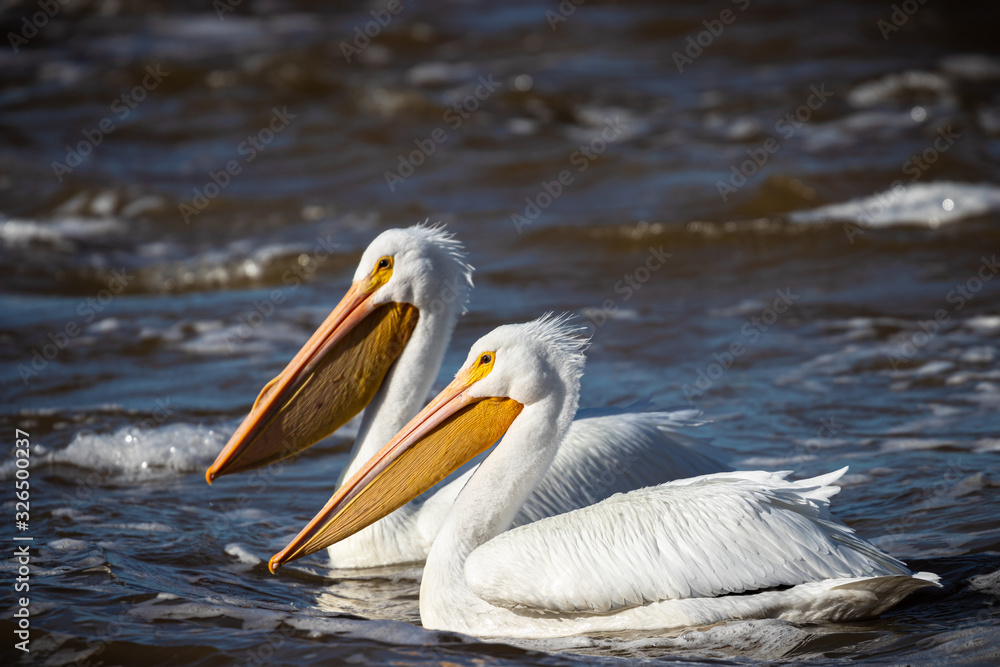 A Pair Of White Pelicans At Sardis Lake, Mississippi A Pair Of White Pelicans At Sardis Lake, Mississippi