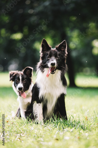 Photography Two beautiful dogs of black and white color play on the green field