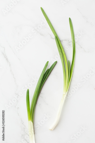 Fresh herbs  Green onion isolated on the white background. Fresh Scallions. top view. cooking. close up of green aromatic herb for cooking. Chinese chive