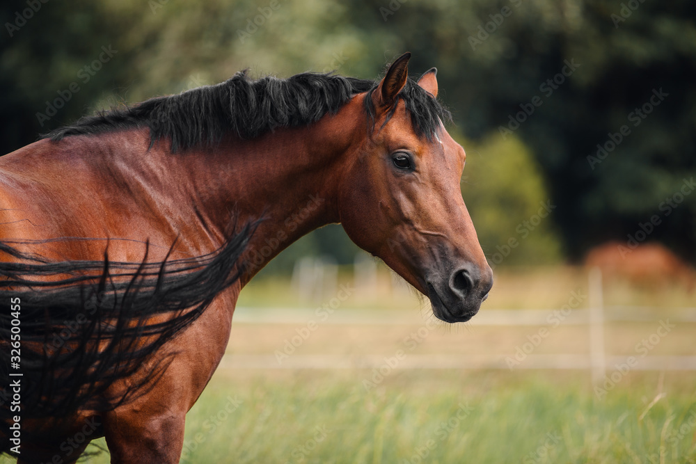 Obraz premium Portrait of bay horse