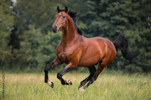 Photo The bay horse gallops on the grass