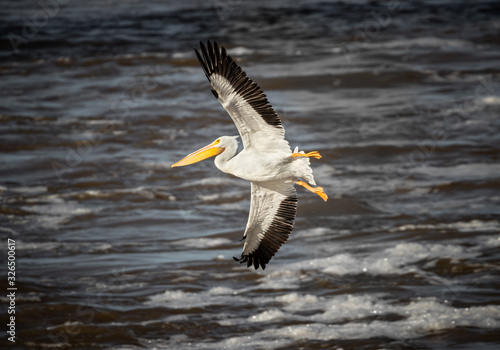 American White Pelican In Fight Over Sardis Lake, Mississippi