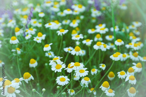Beautiful field daisies as background, space for text
