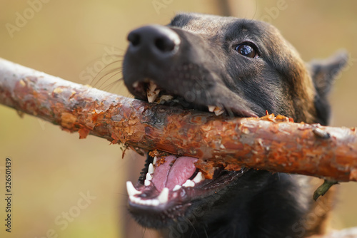 Obraz na plátně Young Belgian Shepherd dog Malinois posing outdoors chewing a pine tree stick