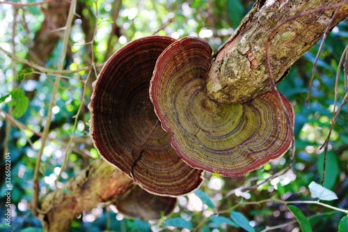 detail of tree