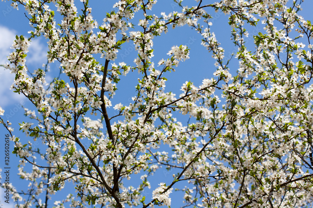 Spring flowering cherry tree against the blue sky. Spring concept Spring flowering cherry tree against the blue sky. Spring concept