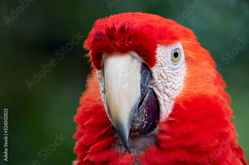 Close-up portrait of scarlet macaw