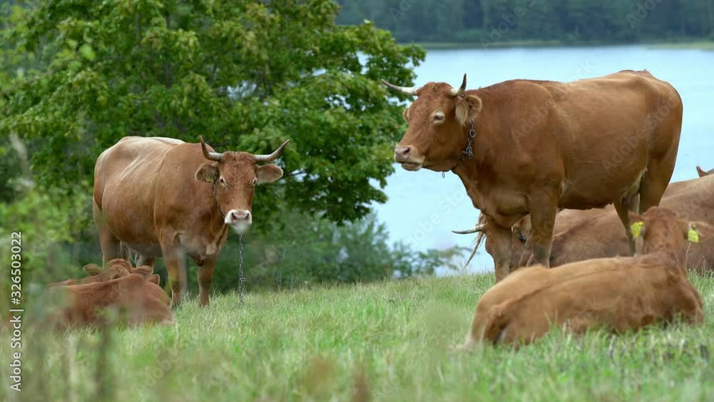 Brown cows on pasture during grazing. Brown cows on pasture during grazing.