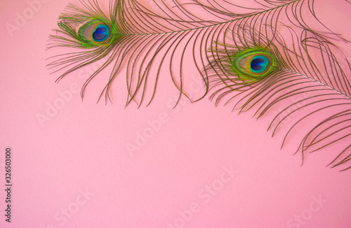 Beautiful feathers from a peacock's tail on an isolated pastel light pink background.