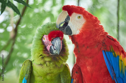Love between two species of macaws (scarlet macaw, ara militaris)