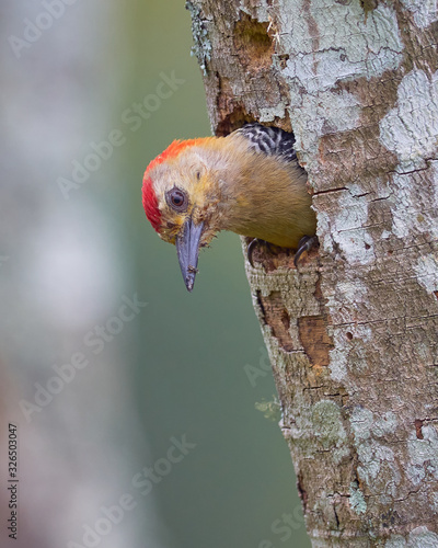 Woodpecker inside its house in a dry tree photo