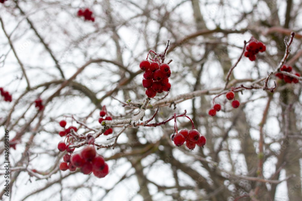 Rowan berries on a branch against the sky