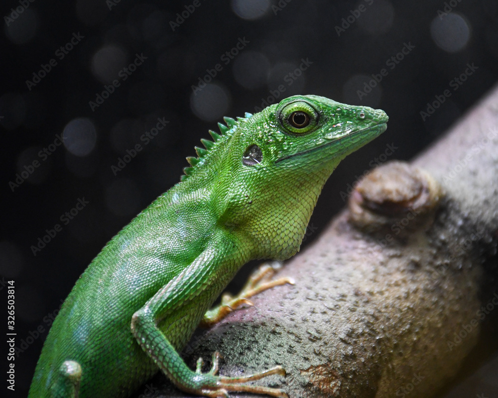 Green Crested Lizard (Bronchocela cristatella) Green Crested Lizard (Bronchocela cristatella)