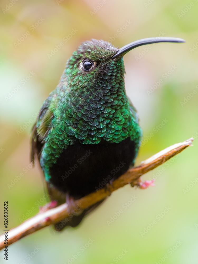 Fototapeta premium Irradiating green hummingbird on a branch