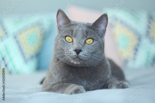 Canvas Print Gray cat relaxing on bed