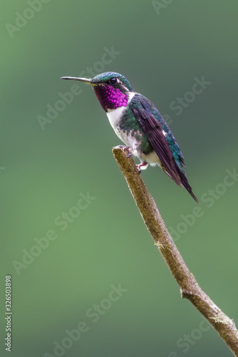 Small pink-necked hummingbird standing on a branch photo