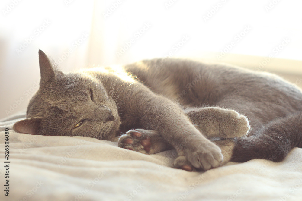 Gray cat sleeping on bed.Russian blue cat relaxing on light background. Pet care, friend of human.
