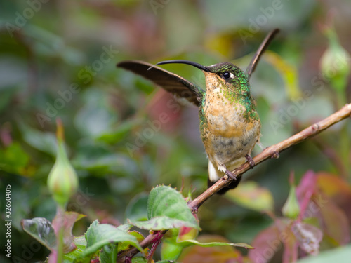 Hummingbird on its perch preparing to fly photo