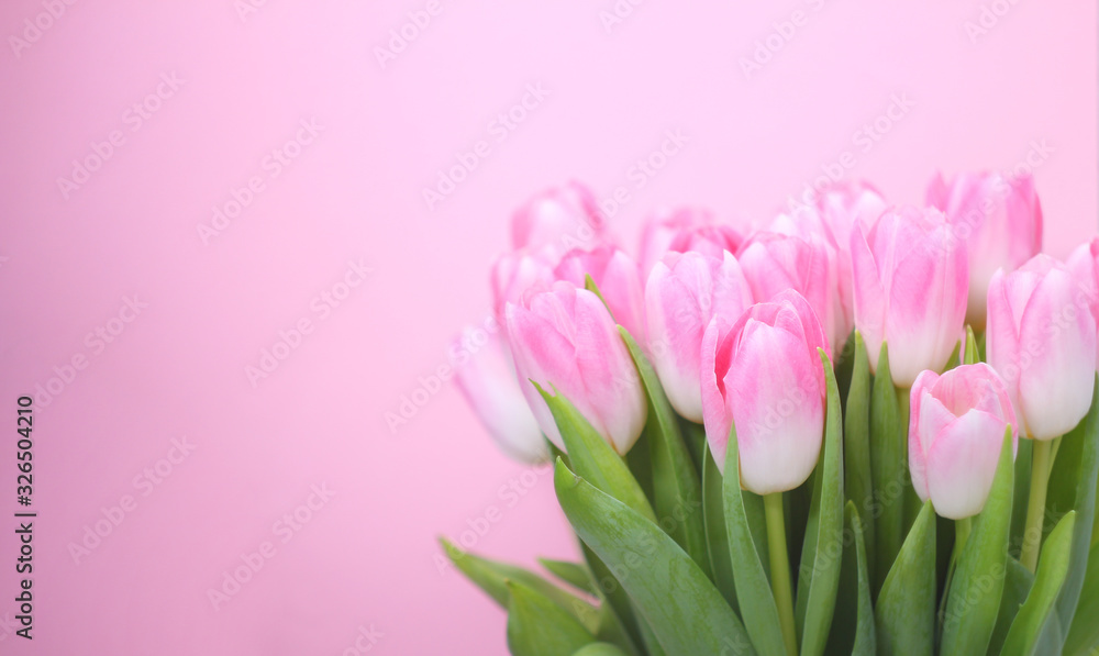 Pink tulips on the pink background.Easter,spring flower concept,copy space.Mothers or Womans day. Pink tulips on the pink background.Easter,spring flower concept,copy space.Mothers or Womans day.