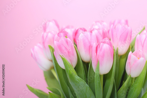 Pink tulips on the pink background.Easter,spring flower concept,copy space.Mothers or Womans day.