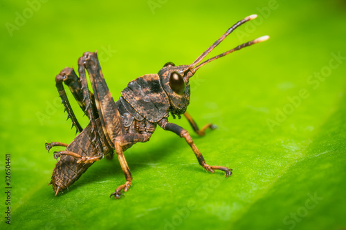 Grasshopper on a leaf of a bush © J Esteban Berrio
