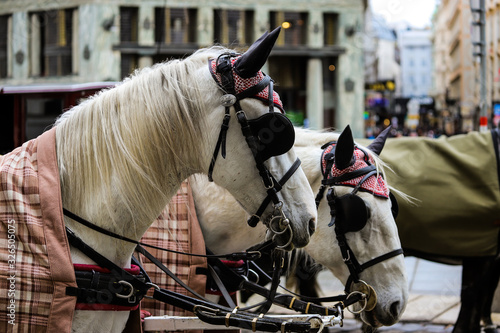 Nice white horses ready to pull cars in Vienna.